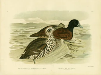 Rózsaszín szemű kacsa, 1891